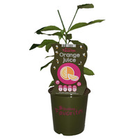 Sinaasappelplant - Orange Juice