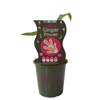 Gemberplant - Ginger Power