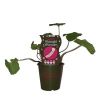 Wasabi plant - Wasabi Wonder