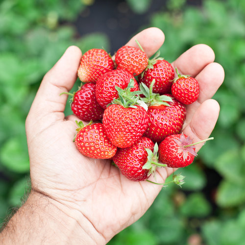 Aardbeienplanten