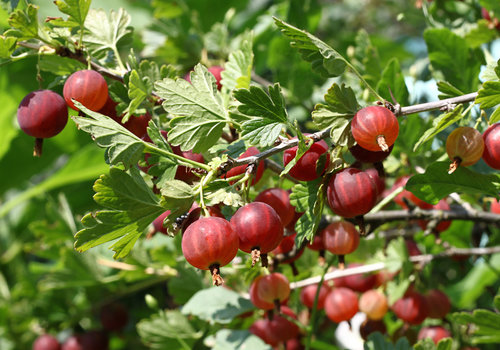 Kruisbessenplanten