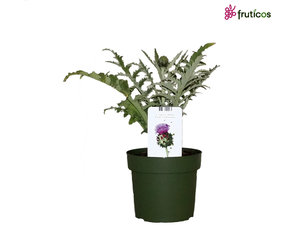betel leaf plant online Lolot Plant, Piper sarmentosum | Live Medicinal Herb main image 1