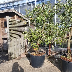 Oude appelboom - Elstar