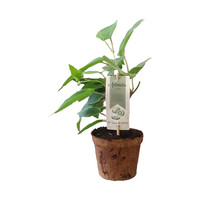 Kiwiplant - Jenny - Organic