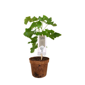 Witte druivenplant - Sukribe -  Organic Family