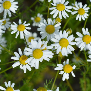 Kamille plant