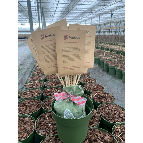 Bloemzaden pakket - eetbare bloemen kweekboeket