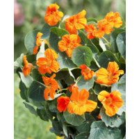 Eetbare Oost-Indische kers