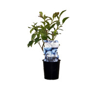 Blauwe Bosbessenplant  - Northland