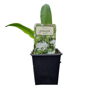 Daslook plant