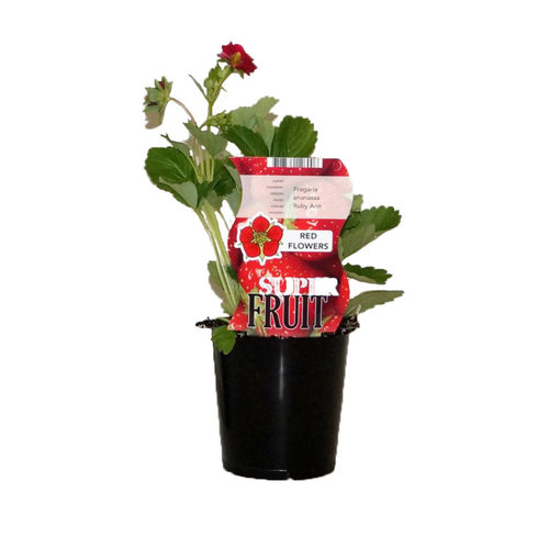 Aardbeienplant met rode bloem - Ruby Ann