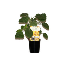 Goudbessenplant