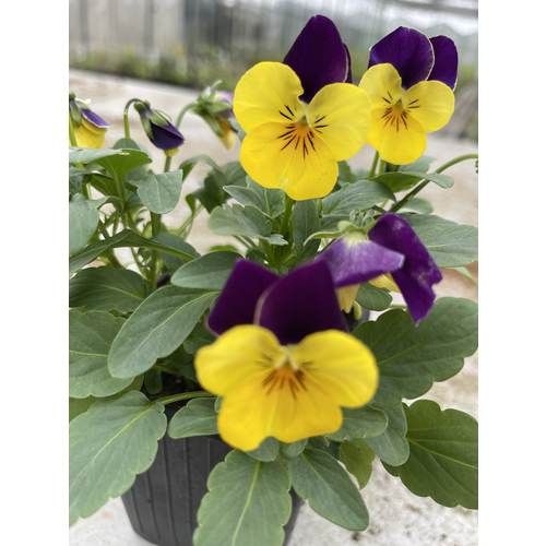 Viola Butterfly (plant)