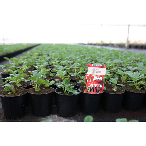 Aardbeienplant met rode bloem - Ruby Ann