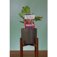 Rabarberplant - Red Champagne