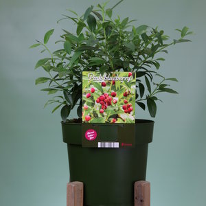 Roze bosbessenplant XL