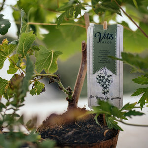 Witte Druivenplant - Himrod - Organic Family