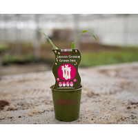Citroengras plant - Lemon Grass Green Tea