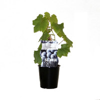 Blauwe Druivenplant - Frankenthaler