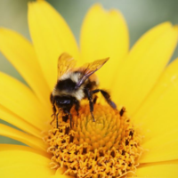 Wat doen bijenplanten voor jouw eetbare tuin?