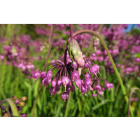 Amerikaanse indianen look