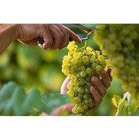 Witte Druivenplant - Muskaat van Alexandrie