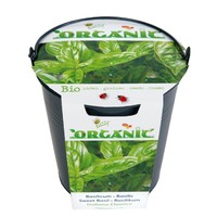 Buzzy | Organic Emmertje Basilicum