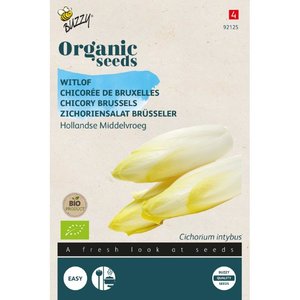 Buzzy | Witlof Hollandse Middelvroeg - Organic