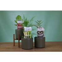 Kneusjes groenteplanten pakket