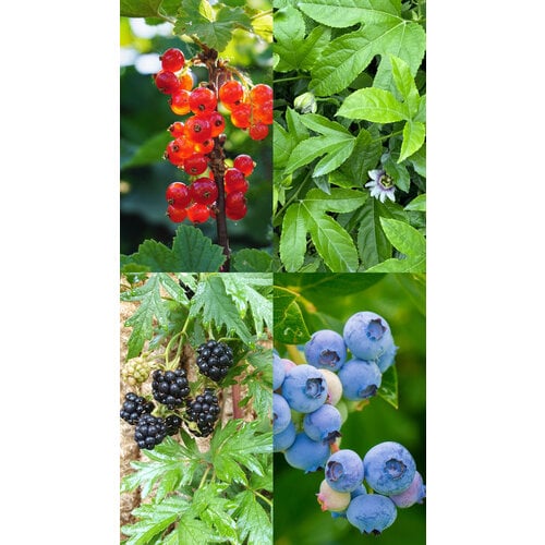 Kneusjes fruitplanten pakket