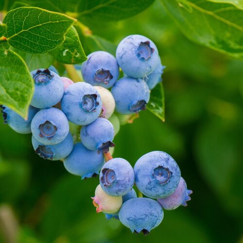 Kneusjes fruitplanten pakket