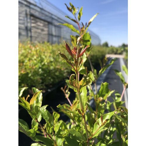 Granaatappelplant boompje - Dente di Cavallo