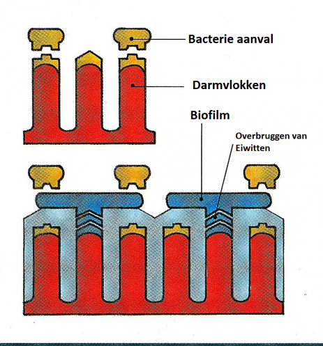 Zoolac feedgrade biofilm1