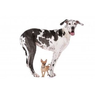 "Âge des chiens"