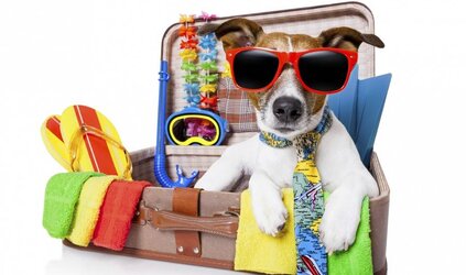 Vakantiestress huisdieren 