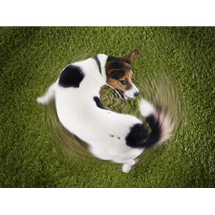  "Les faits et anecdotes les plus amusants sur les chiens et les chats."