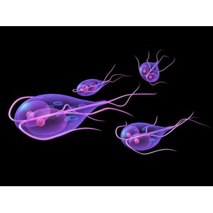 Giardia - tips