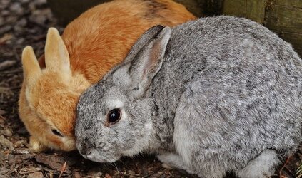 RHD/VHS en myxomatose 