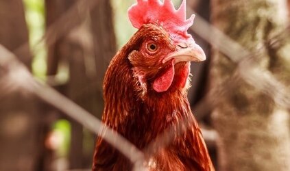 Bloedluis bestrijden? 