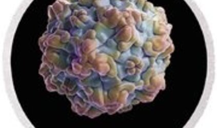 Feline panleukopenia virus