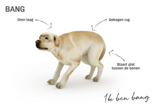 Signalen van een hond met stress