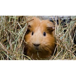 Information about guinea pigs