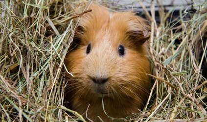 Informatie over cavia's