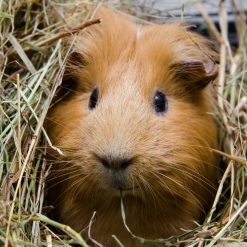 Informatie over cavia's