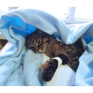  Signals of a sick cat