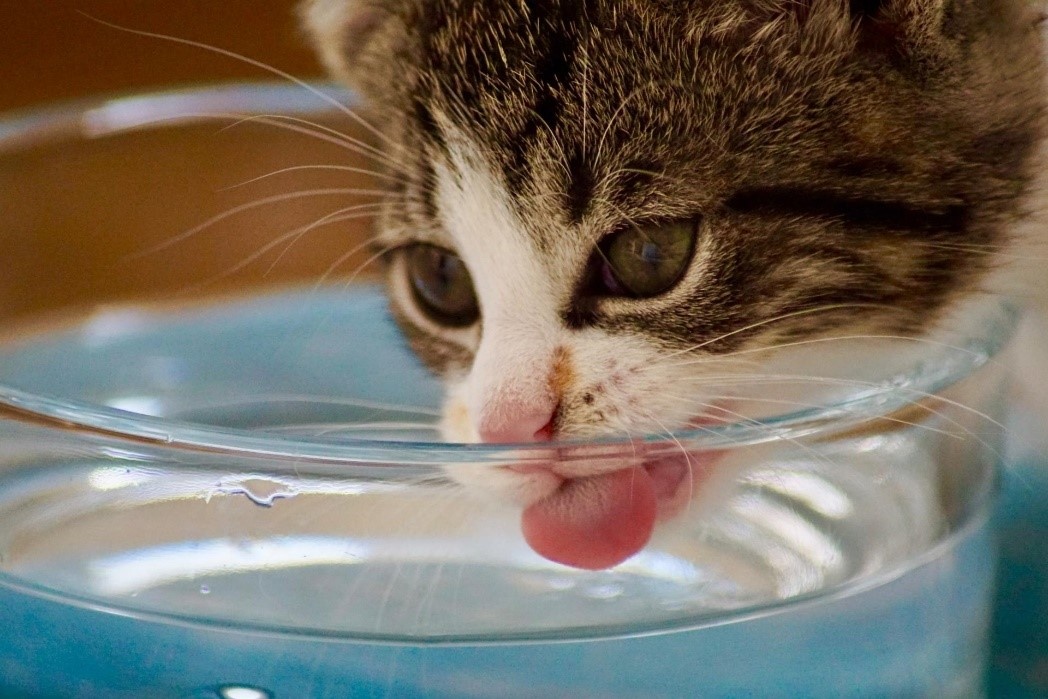 Katten en water drinken