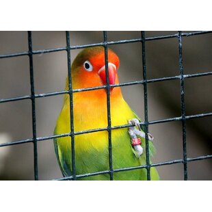 Zijn vogels goede huisdieren? 