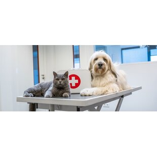 Giftige Blumen und Pflanzen für Ihren Hund oder Ihre Katze.
