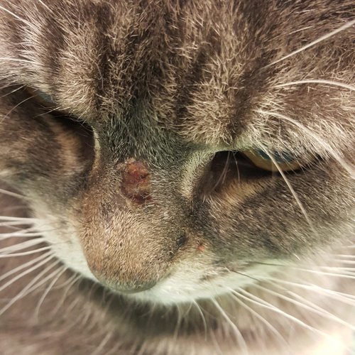 Teigne, que faire maintenant?!