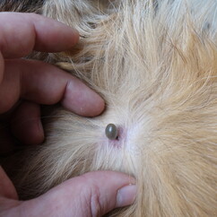 Insecten en parasieten